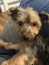 Benji