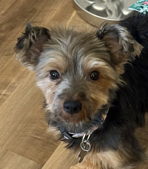 Benji