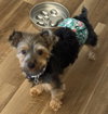 Benji
