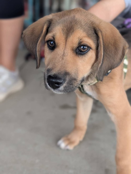 Nalla