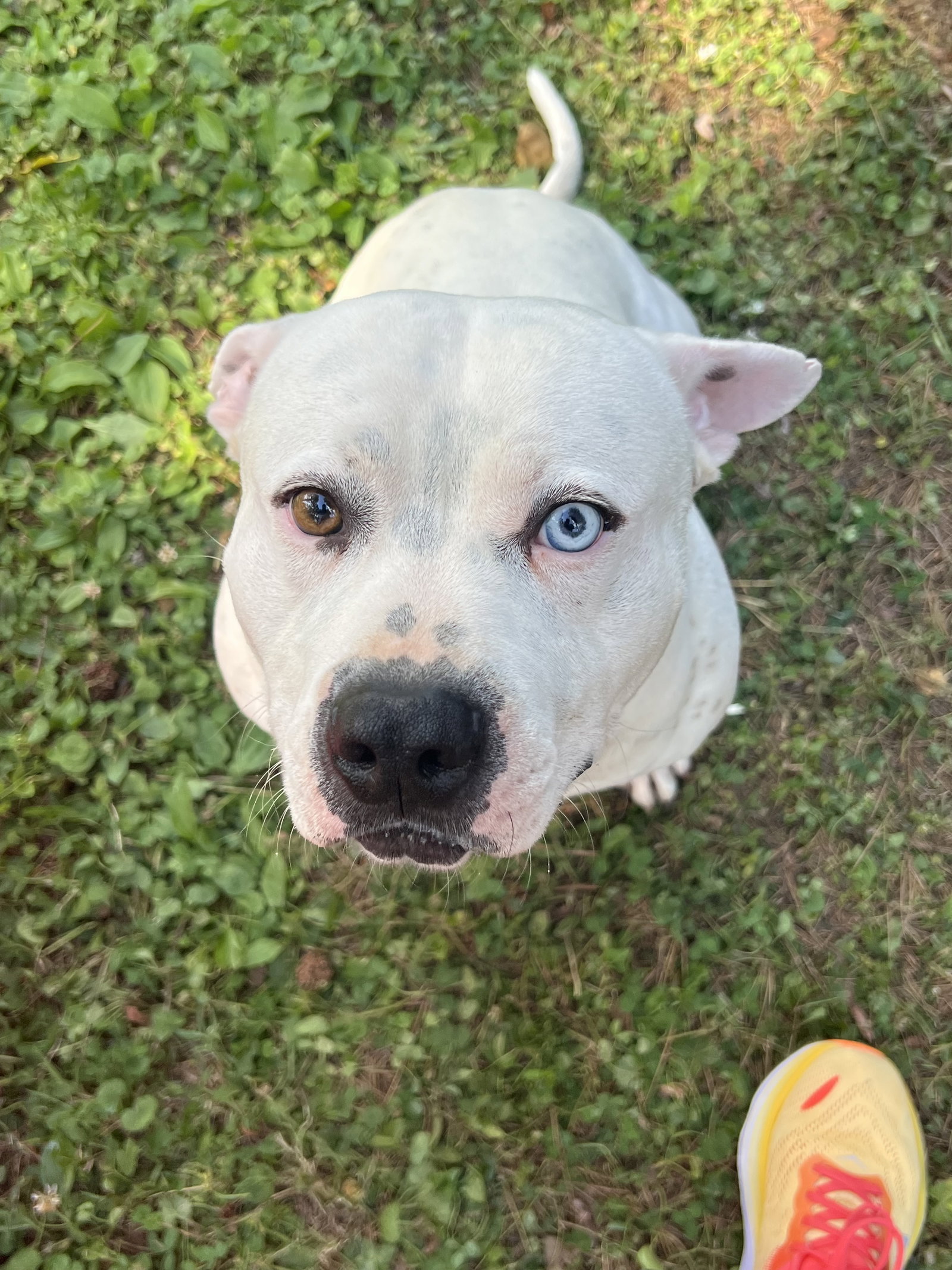SAMMY Image