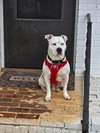 SAMMY (courtesy)