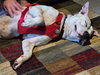 SAMMY (courtesy)
