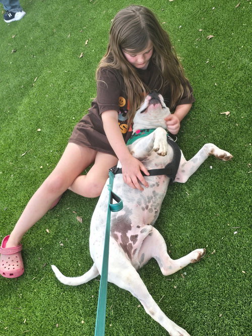 SAMMY - American Staffordshire Terrier available for adoption