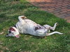 SAMMY - Photo 4