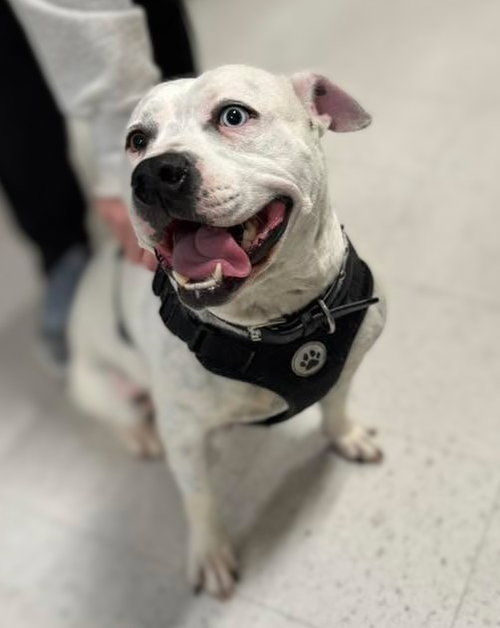 SAMMY - American Staffordshire Terrier available for adoption