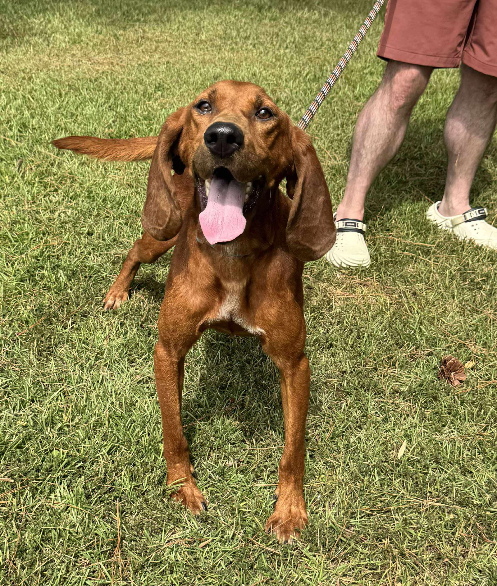 Hank the Hound Image