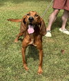 Hank the Hound