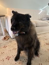 Sophie