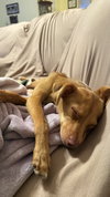 Moonpie - Photo 2