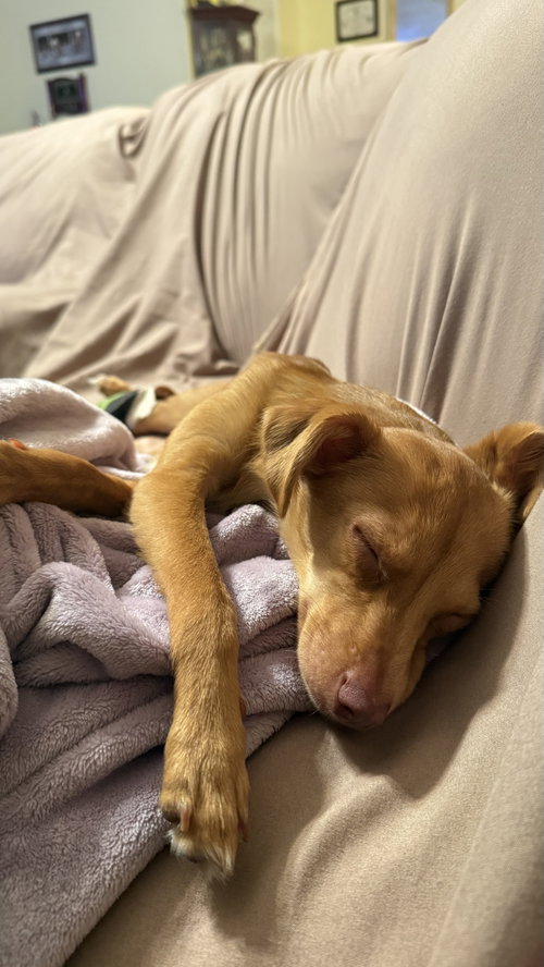 MOONPIE - Chihuahua available for adoption