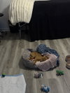 Moonpie - Photo 3
