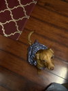 Moonpie - Photo 4