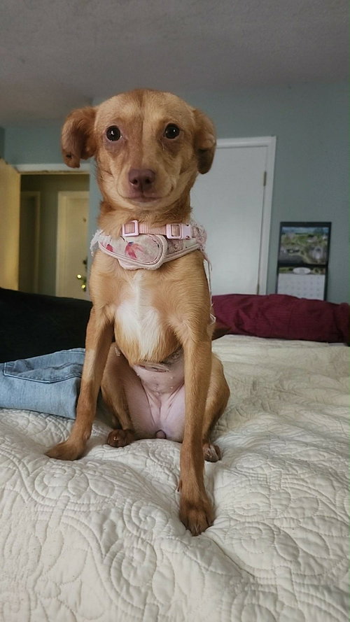 Moonpie, an adoptable Chihuahua in Holly Springs, NC