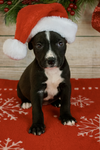 Sugarplum - Christmas Treats Litter
