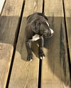 Sugarplum - Christmas Treats Litter