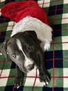 Sugarplum - Christmas Treats Litter