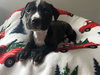 Sugarplum - Christmas Treats Litter