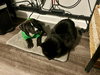 Sugarplum - Christmas Treats Litter