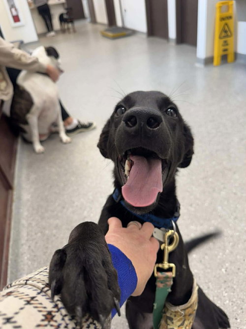 picture of the dog needing adoption