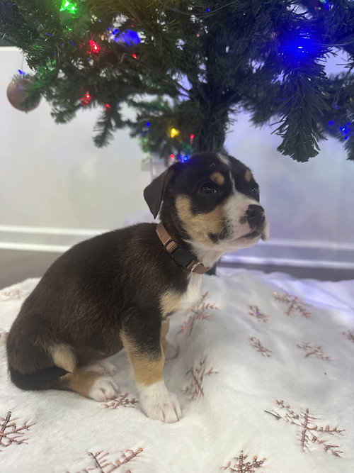 picture of the dog needing adoption