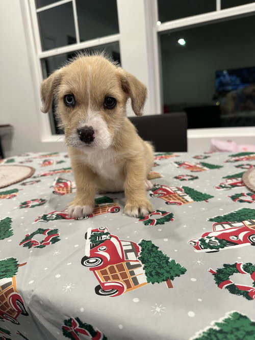 picture of the dog needing adoption