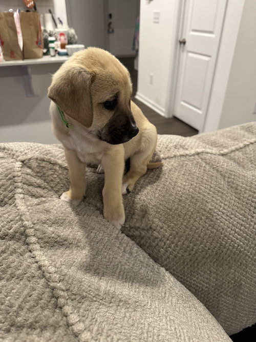 picture of the dog needing adoption