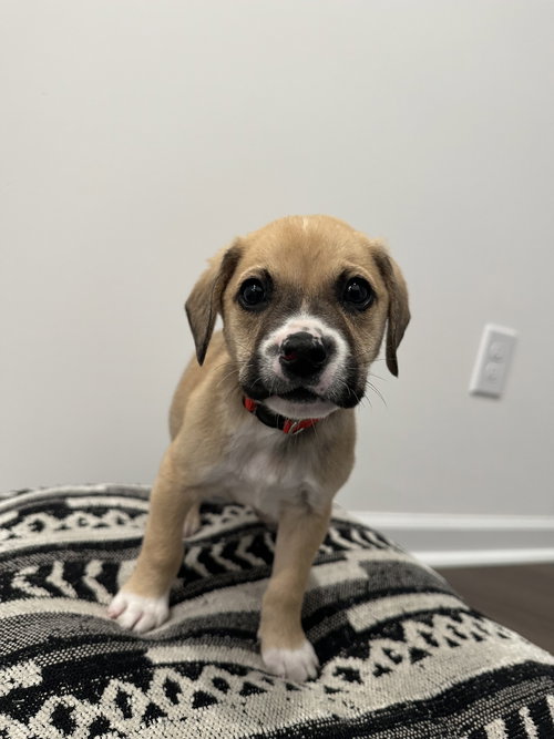 Snickerdoodle - Latte Litter