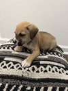 Snickerdoodle - Latte Litter