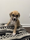 Snickerdoodle - Latte Litter