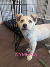 Nymeria
