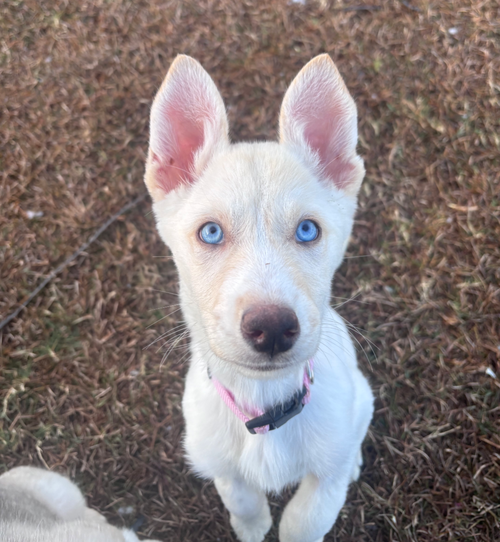 Nymeria