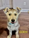 Eden