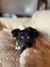 Penny
