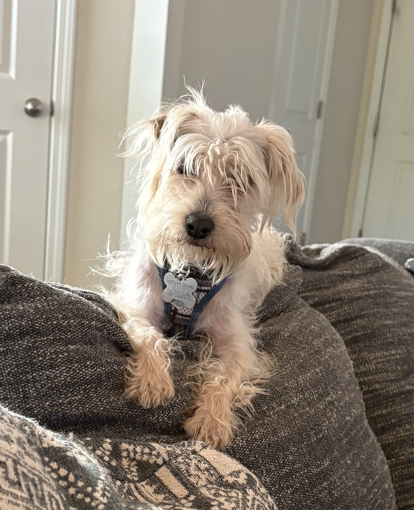 Otis (poodle-tzu) Image