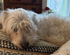 Otis (poodle-tzu)