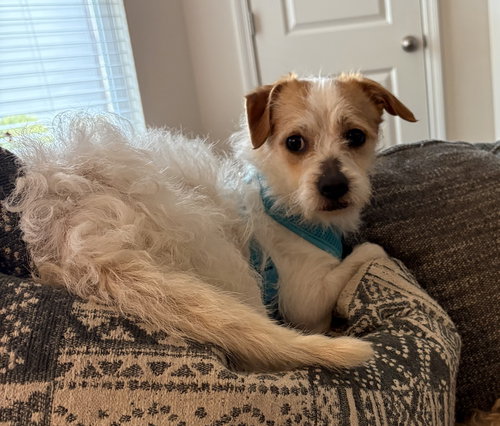 Toby (poodle-tzu)