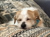 Toby (poodle-tzu)