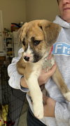 Faith - Happy Holidays Litter