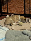 Faith - Happy Holidays Litter