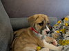 Faith - Happy Holidays Litter