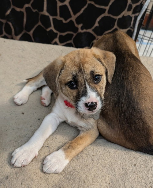 Faith - Happy Holidays Litter