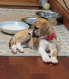 Faith - Happy Holidays Litter - Photo 3
