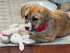 Faith - Happy Holidays Litter - Photo 6