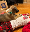 Noelle - Happy Holidays Litter - Photo 6