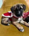 Noelle - Happy Holidays Litter
