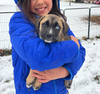 Noelle - Happy Holidays Litter - Photo 2