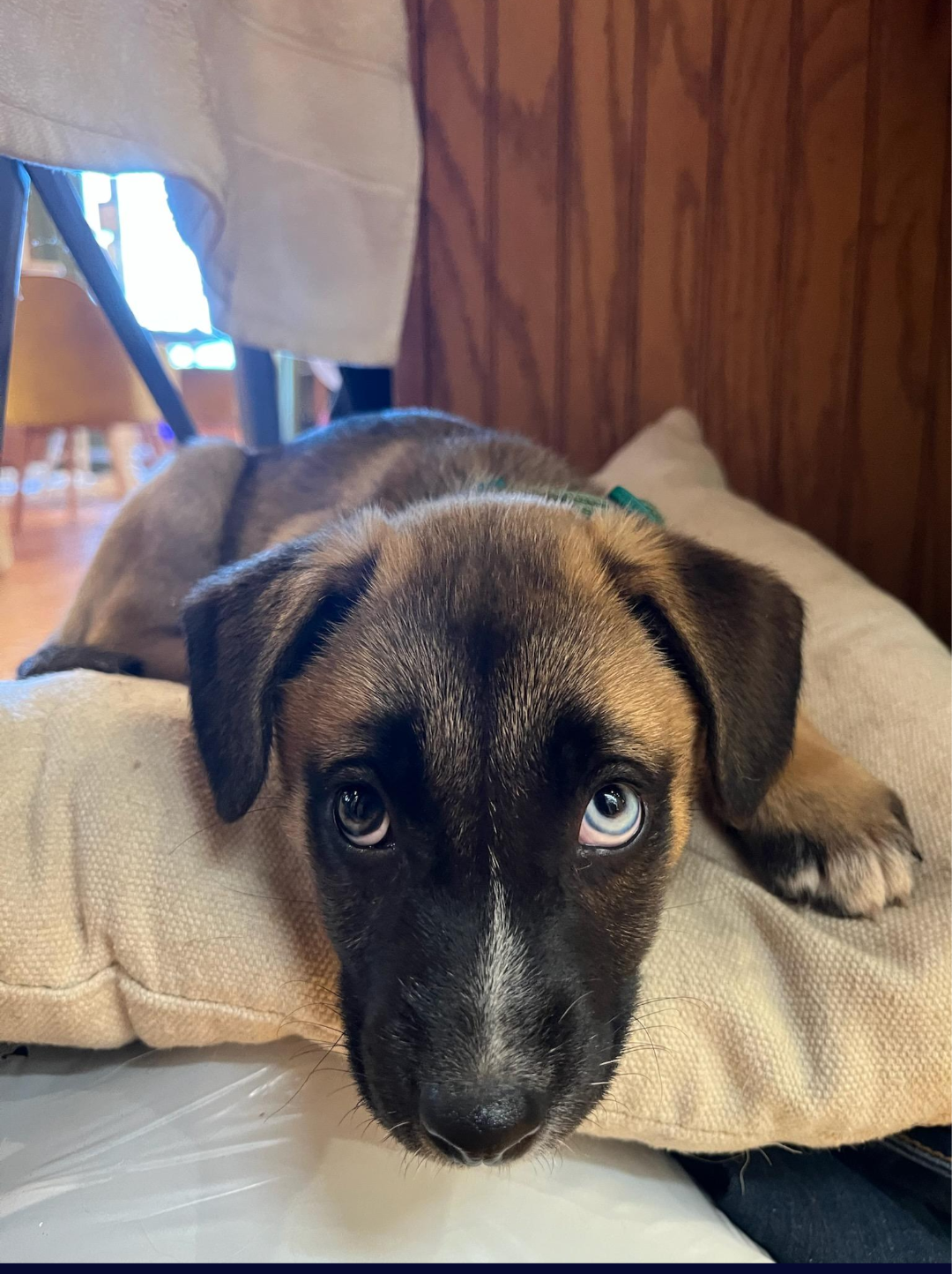 Noelle - Happy Holidays Litter Image