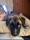 Noelle - Happy Holidays Litter