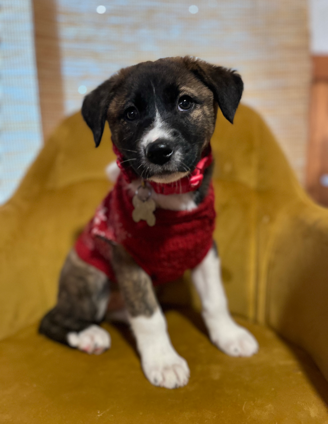 Ivy - Happy Holidays Litter Image